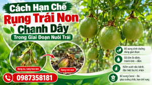 Cách hạn chế rụng trái non chanh dây trong giai đoạn nuôi trái