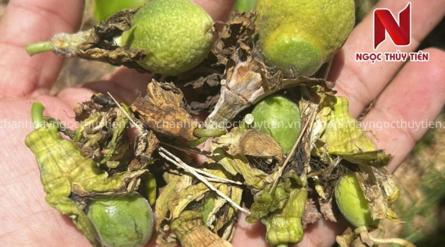 Cách hạn chế rụng trái non chanh dây trong giai đoạn nuôi trái