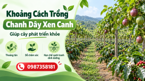 Khoảng cách trồng chanh dây