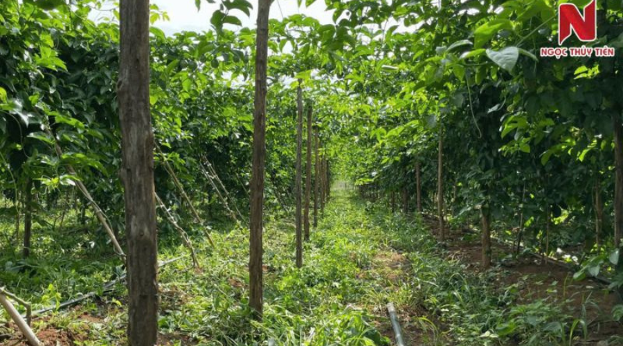 Khoảng cách trồng chanh dây bao nhiêu là hợp lý