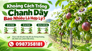 Khoảng cách trồng chanh dây bao nhiêu là hợp lý