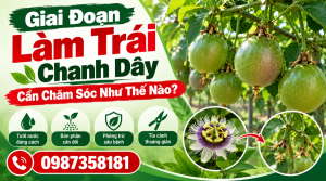 Kỹ thuật tưới nước cho chanh dây giai đoạn nuôi trái