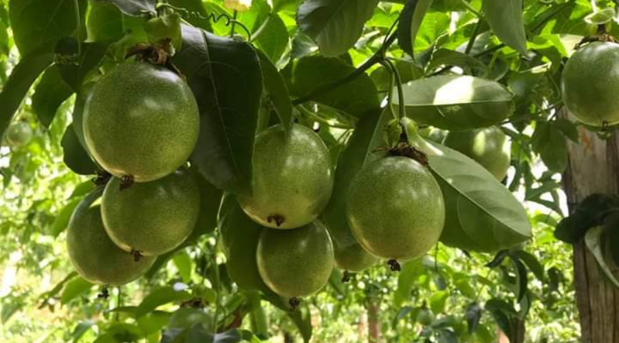 Cách bón phân 16-16-16 cho chanh dây đúng kỹ thuật