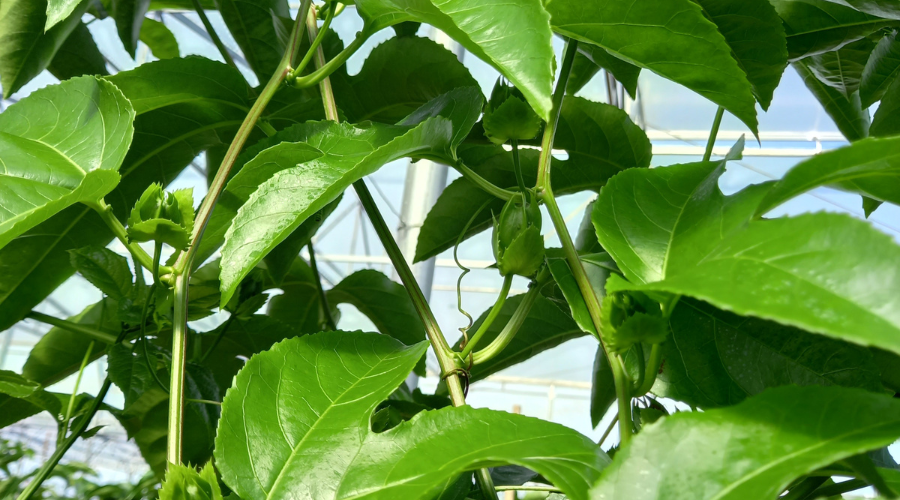 Phân chuồng hoai mục dùng bón lót cho chanh dây