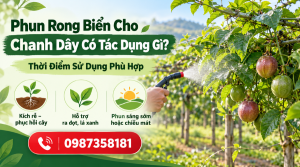 Phun rong biển cho chanh dây trong giai đoạn sinh trưởng