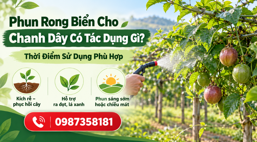 Phun rong biển cho chanh dây trong giai đoạn sinh trưởng