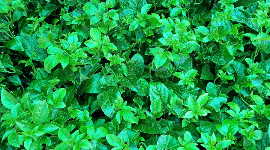 Rãnh thoát nước mùa mưa cho vườn chanh dây