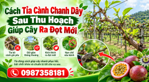 Cách tỉa cành chanh dây sau thu hoạch giúp cây ra đọt mới
