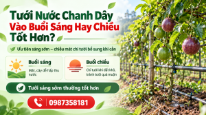 Tưới nước chanh dây đúng kỹ thuật giúp cây phát triển khỏe